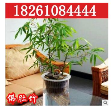 批發(fā)銷售觀賞竹子 佛肚竹 狀如佛肚形狀奇特精品盆景室內(nèi)植物盆栽