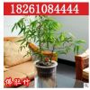 批發銷售觀賞竹子 佛肚竹 狀如佛肚形狀奇特精品盆景室內植物盆栽