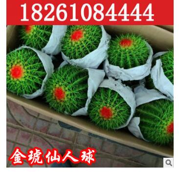 大量批發(fā) 仙人多肉植物 金虎仙人球金冠金琥防輻射桌面盆栽不含盆