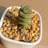 批發 零售多肉創意植物【錢串】多肉植物 辦公室迷你綠植盆栽