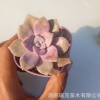 瑞茂苗木批發 紫樂多肉植物6厘米單頭多肉組盤 紫色多肉植物新手