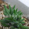 多肉植物批發【絨針】辦公室內迷你盆栽 不帶盆發貨 易成活好栽培