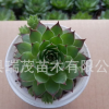 5-8cm【觀音蓮】桌面綠植盆栽 基地直銷 多肉植物批