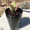 多肉植物狀態苗 果凍色寬葉不死鳥 實物拍照大棚基地綠植肉肉盆栽
