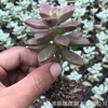 姬朧月小老樁 單頭帶桿實物拍照 裸根發貨 多肉植物批發大棚基地