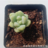 天使之淚 多肉植物批發 實物拍照 裸根發貨 不帶盆土大棚基地直