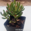 乙女心小樁3-4頭 高10厘米以上 實物拍照 裸根發貨 多肉植物批發