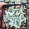 特玉蓮 多肉植物批發葉展5厘米以上 景天石蓮花屬 桌面綠植肉肉