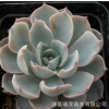 魯氏藍石蓮 5-7厘米 景天科 石蓮花屬 多肉植物批發桌面綠植肉肉