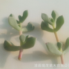 白風菊砍頭苗 4-7厘米多肉植物批發 多肉種苗 大棚基地批