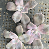 紫樂 砍頭苗無根苗 4-6厘米左右 多肉植物批發 多肉種苗 基地直售