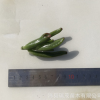 吸財樹砍頭苗 無根苗 5-7厘米 多肉種苗多肉植物批發基地現砍直售