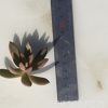 銘月砍頭苗 無根苗 4-6厘米 多肉種苗 多肉植物批發 基地現砍直售