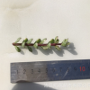 雅樂之舞砍頭苗無根苗8-10厘米多肉種苗多肉植物批發基地現砍直售