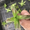 紅葉祭 砍頭苗無根苗 多肉繁殖種苗 多肉植物苗批發 綠植肉肉盆栽