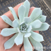 薄葉藍鳥砍頭苗無根苗 6厘米左右多肉植物批發 多肉種苗 基地直售