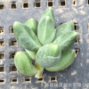 千代田砍頭苗無根苗 3厘米左右 多肉植物批發 多肉種苗 基地直售