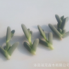 夕波砍頭苗 4-6厘米多肉植物批發 多肉種苗 大棚基地批