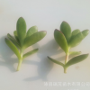 天狗之舞砍頭苗 4-7厘米多肉植物批發 多肉種苗 大棚基地批