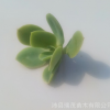 碧桃砍頭苗 葉展5-7厘米 多肉植物種苗 小貴貨無根苗 多肉植物批