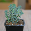 多肉植物批【塔松】單株單頭 高6-8cm 照片一盆多棵 微景觀植物