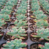 多肉植物批發 大顆乙女心 桌面盆栽植物批 基地直銷