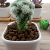 多肉植物批發【白鳥】 新手練手用多肉小植物 多肉植物基地