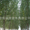 江蘇徐州批發速生楊 楊樹苗 意楊 米徑15公分 基地直售