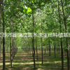 大量批發楊樹苗 基地直銷 速生楊 白楊樹大苗 量大優惠