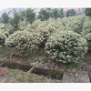 工程綠化花葉女貞球型 色塊毛球規(guī)格齊全 蕭山基地直銷一站式采購