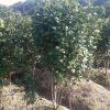 茶花扦插 基地批發(fā) 紅露珍 福建大紅 蕭山