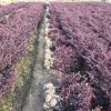 工程綠化紅花繼木 色塊毛球袋杯 蕭山基地直銷一站式采購