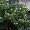 【大毅苗木】出售 果樹苗 山楂樹苗 嫁接苗