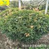 批發供應80公分 1米 1.2米石楠球 耐寒 綠化植物 山東紅葉石楠球