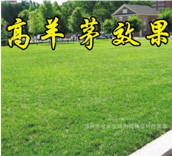 草坪種子高羊茅 庭院草籽耐高溫 草種