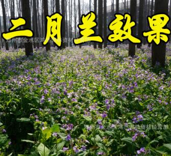 二月蘭種子耐寒耐蔭春季播種花卉園藝綠化景觀花種子公斤