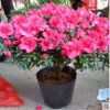 四季開花 杜鵑花苗 比利時杜鵑 批發盆栽植物 盆栽杜鵑花