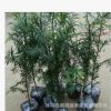 批發南方紅豆杉苗 高度50-80cm 特價基地直銷 紅豆杉小苗
