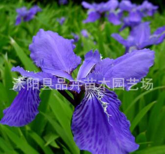 大量供應(yīng)綠化苗木 地被植物 宿根花卉 鳶尾苗 藍(lán)鳶尾苗