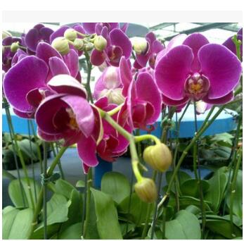蝴蝶蘭花苗 盆栽花卉 洋蘭 大花蝴蝶蘭 大苗 小苗