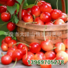 廠家大量 供應 先鋒 櫻桃苗 優(yōu)質櫻桃苗 【圖】