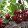 直銷 黑珍珠櫻桃苗【圖】
