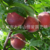 供應 寒露蜜桃子樹苗 大量批發(fā)