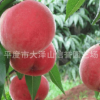 供應中華沙紅桃子苗