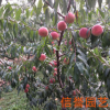 青島廠家直銷桃樹苗 優(yōu)質多品種桃樹苗 量大優(yōu)惠 【圖】