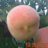 大量批發(fā)銷售 映霜紅桃樹苗 品質可靠 價格低【圖】