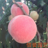 現(xiàn)貨大量出售桃苗 映霜紅桃樹苗 價格低易成活【圖】