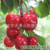 廠家大量 供應(yīng) 美國(guó)美早櫻桃苗 各種品種櫻桃苗【圖】