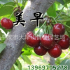 大櫻桃苗 櫻桃苗基地 種類齊全 品種純正 成活率高【圖】