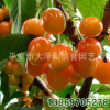 直銷 黃蜜 大櫻桃苗 優(yōu)質(zhì) 黃蜜櫻桃苗 【圖】